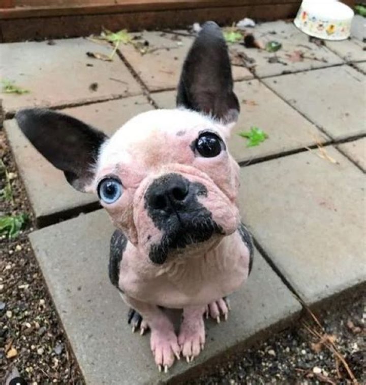 Alton Brown Pets - Celebrity Pets