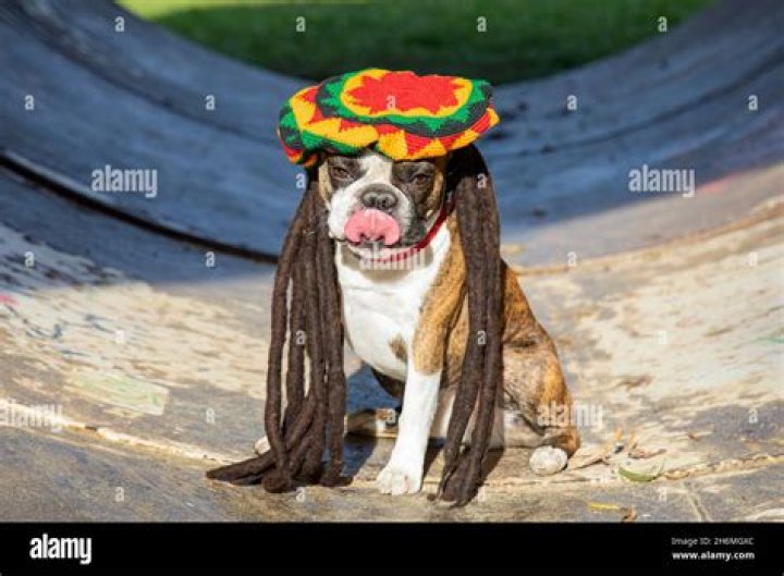 Bob Marley Pets