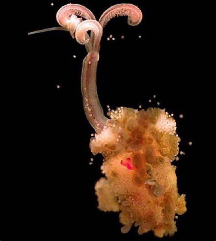Bone-eating Snot-flower Worm