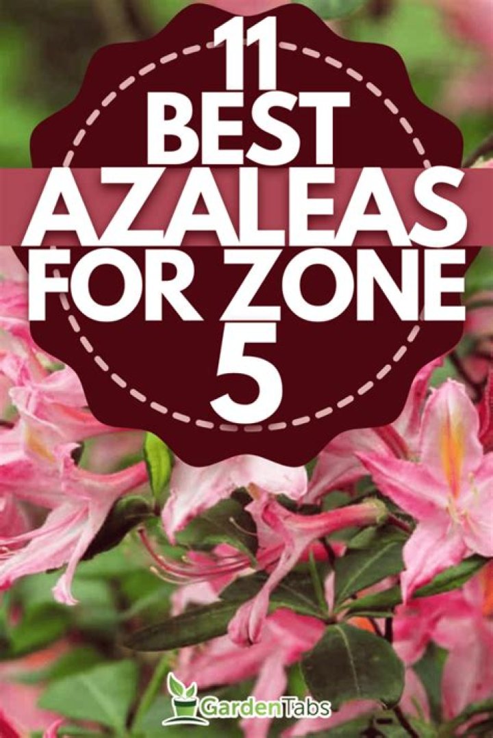 Can azaleas grow in Zone 5?