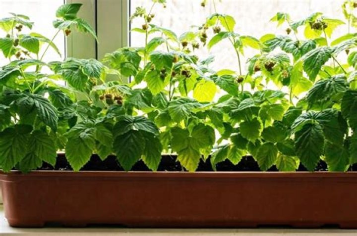Can Raspberries be grown indoors?