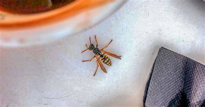 Can you drown a wasp?