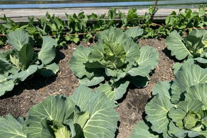 Can you grow cabbage in Texas?