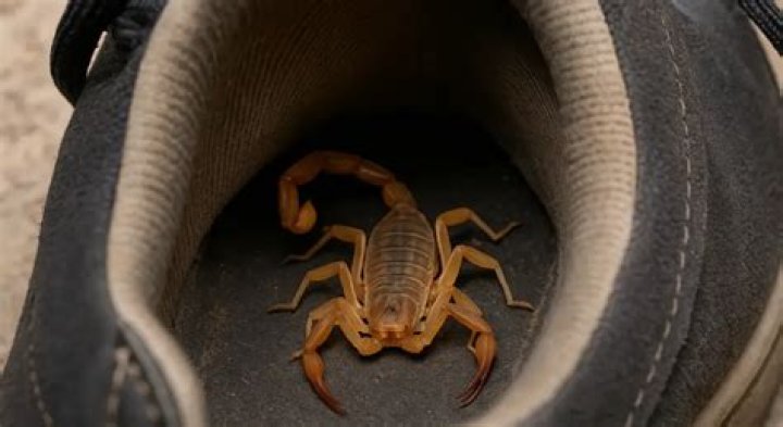 Can you kill a scorpion with a shoe?