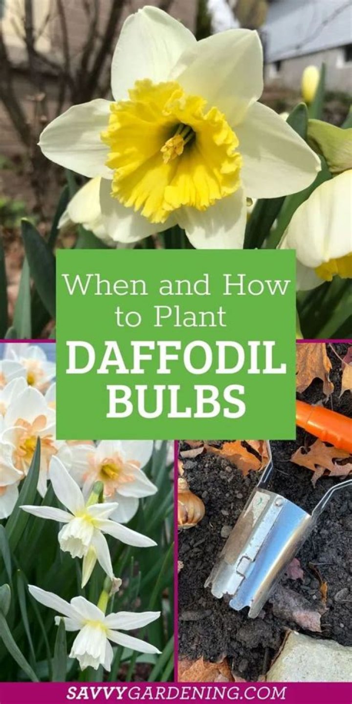 Can you move daffodil bulbs in the spring?