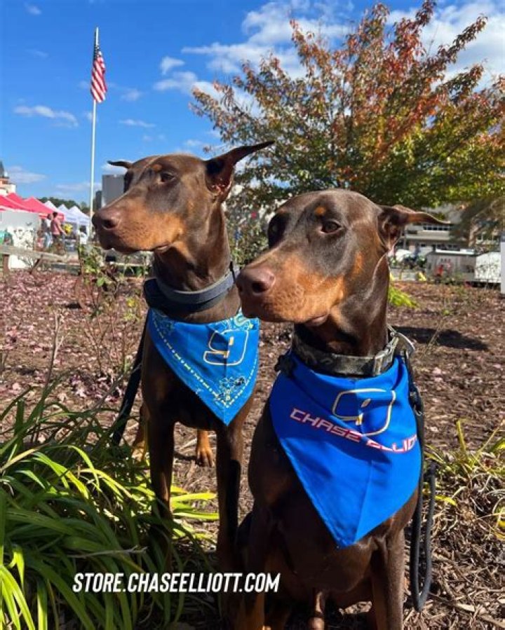 Chase Elliott Pets