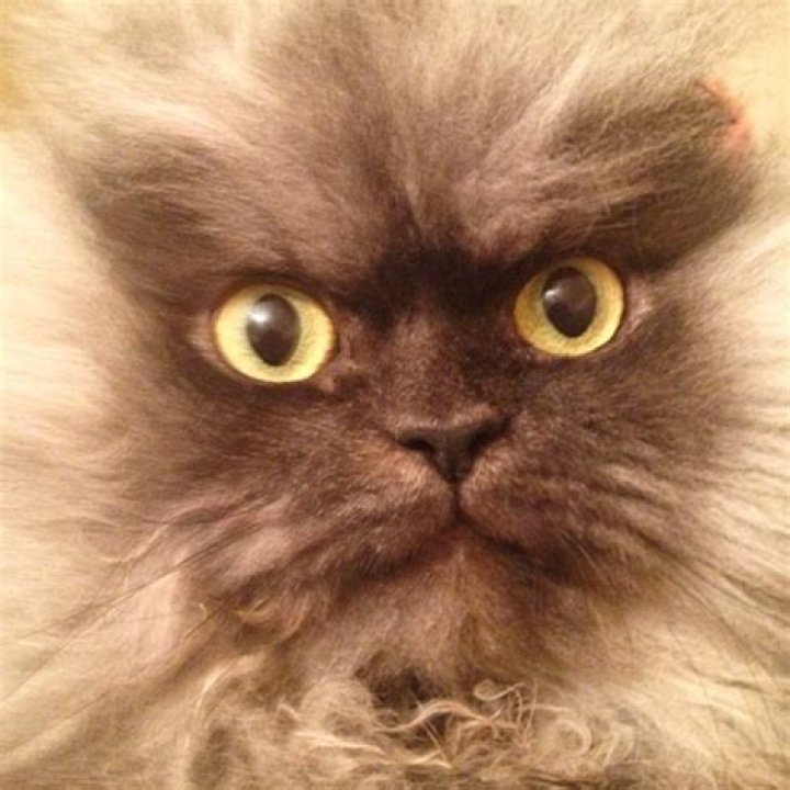 colonel meow