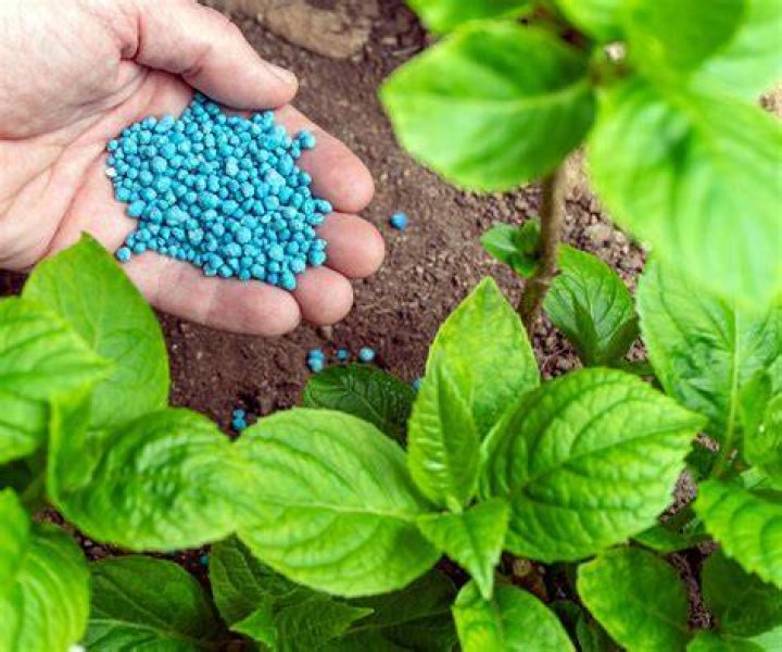 Do basil plants need fertilizer?