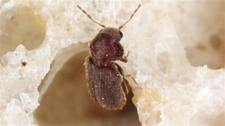 Do biscuit beetles bite?
