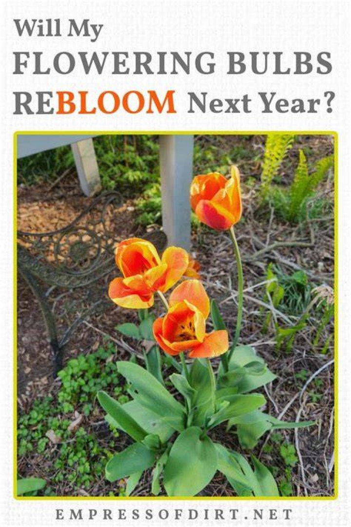 Do bulbs come back each year?