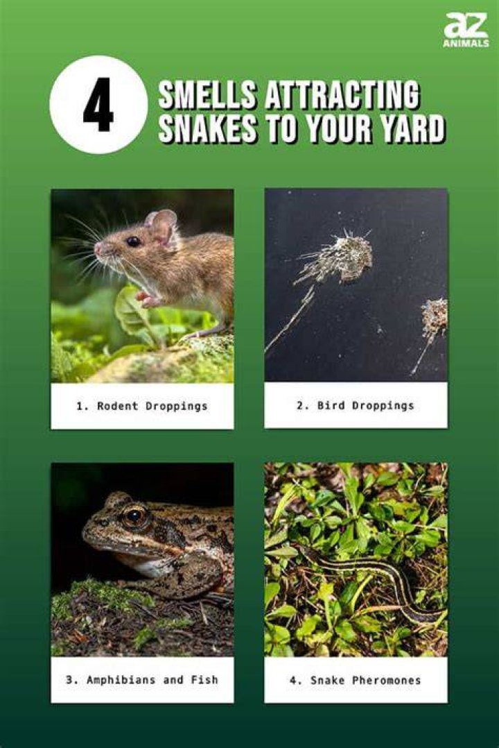 Do ducks attract snakes?