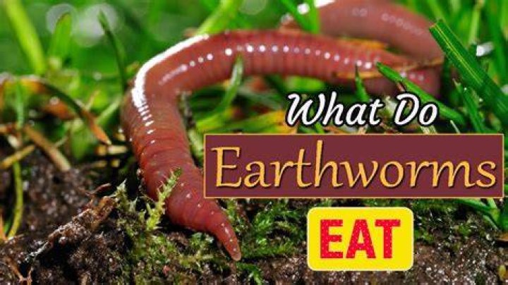 Do earthworms carry parasites?