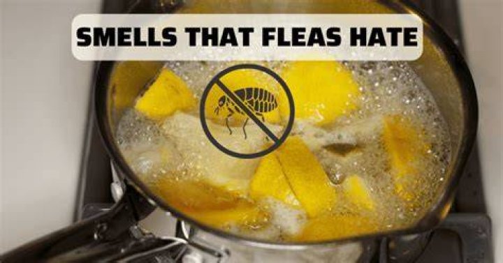 Do Fleas hate lemon scent?