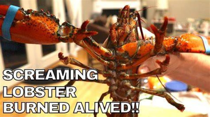 Do lobsters scream when cooked alive?