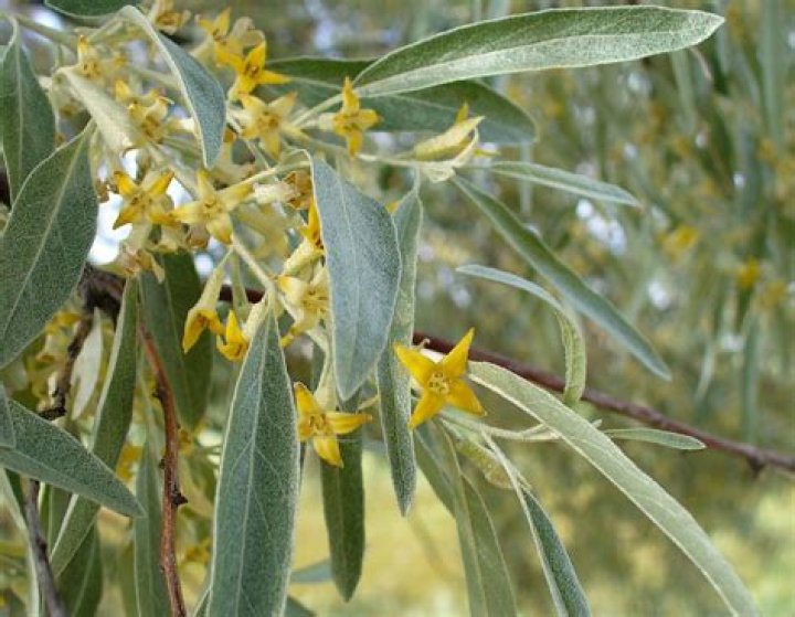 Do Russian olive trees smell good?