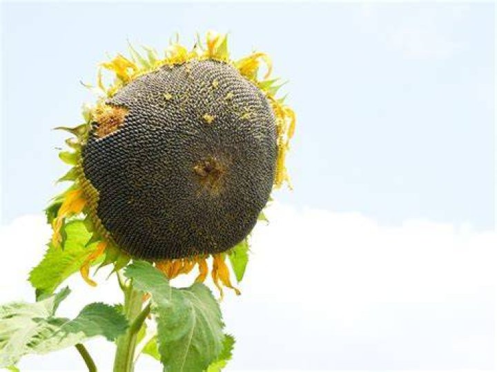 Do sunflowers reseed themselves?