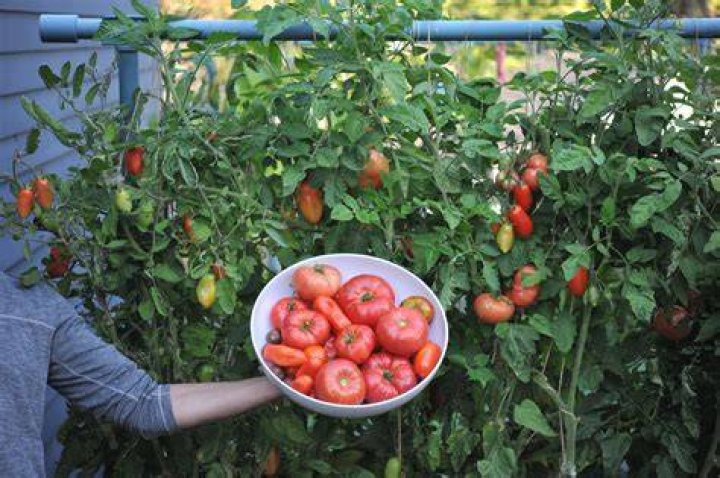 Do tomatoes like lime?