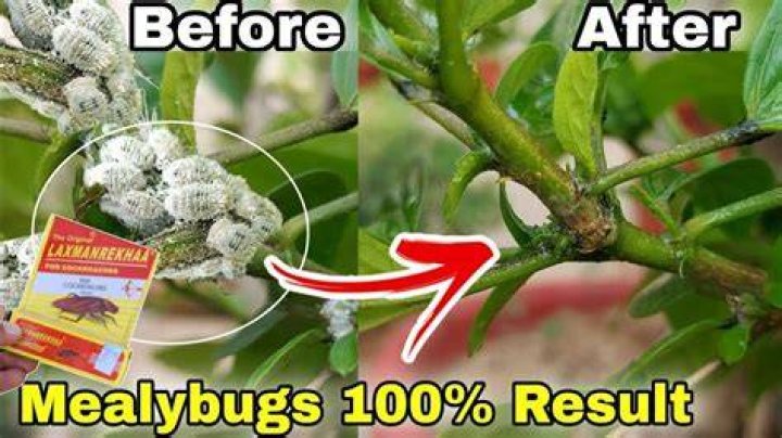 Does baking soda kill bugs on plants?