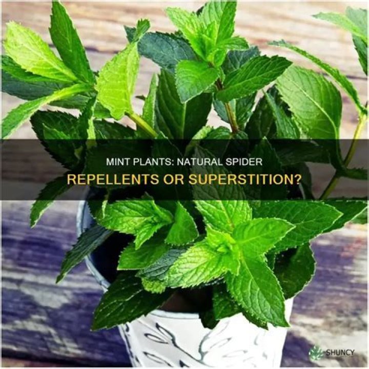 Does mint plants keep spiders away?