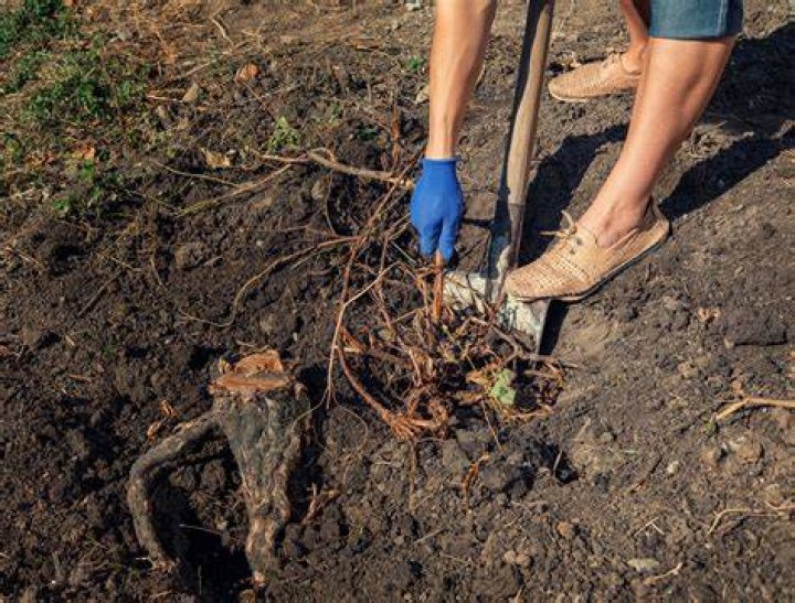 Does Salt Kill roots?