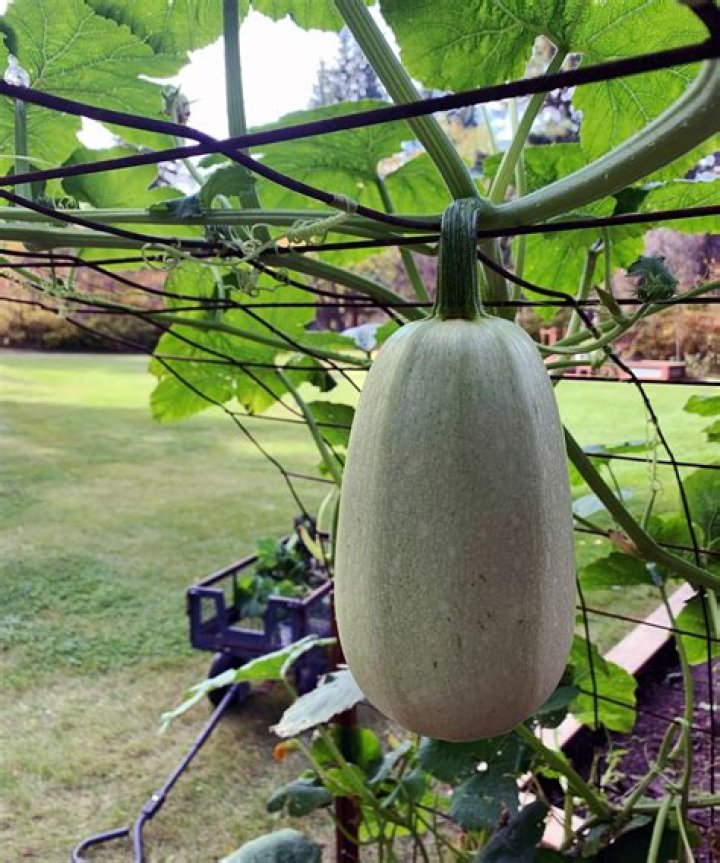 Does spaghetti squash grow in Florida?