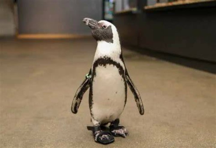 Elderly penguin gets custom sneakers to help with foot problem at New England Aquarium