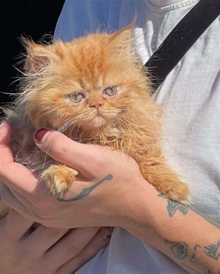 Foresen Pets - Celebrity Pets