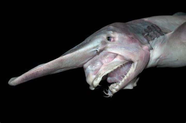 goblin shark
