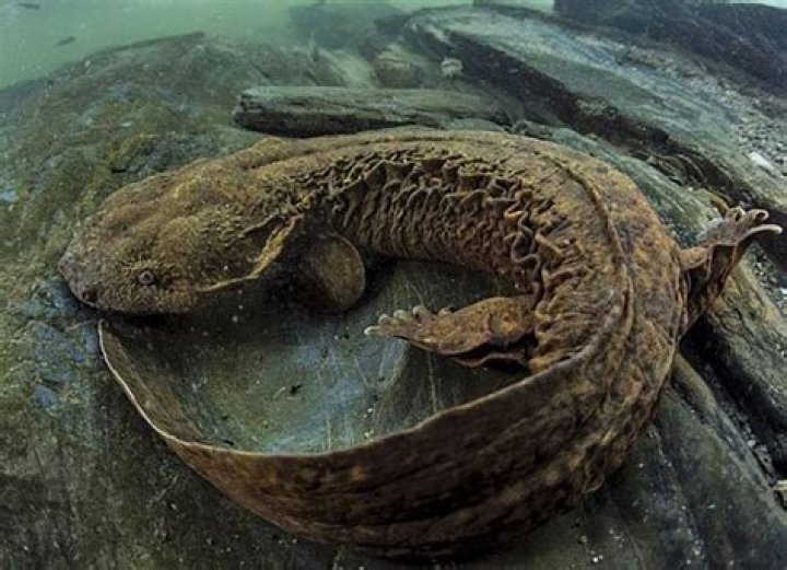 Hellbender salamander