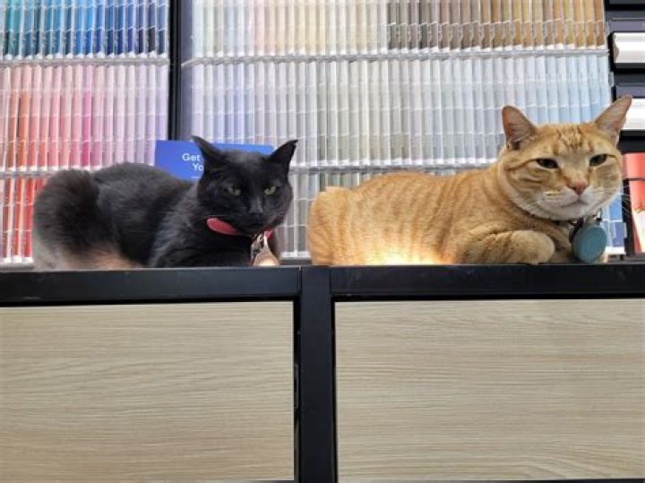 Home Improvement Cats