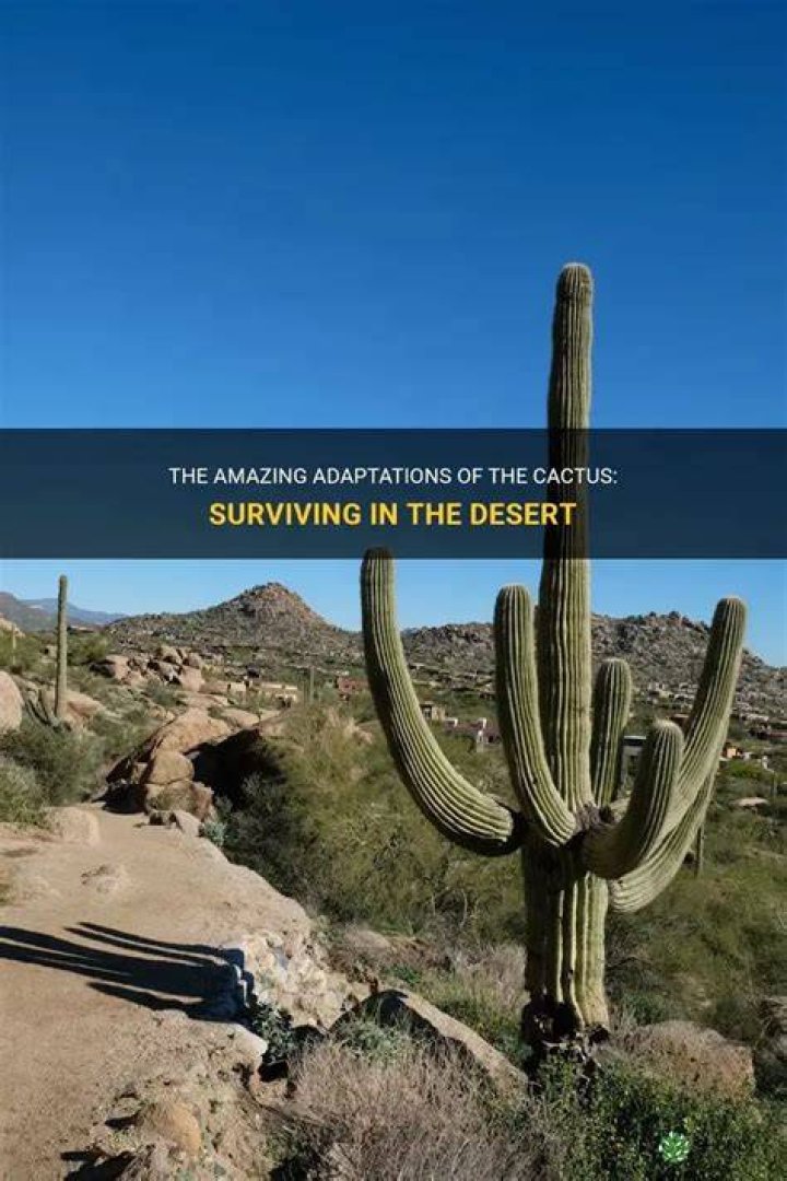 How are cactus adapted to the desert?