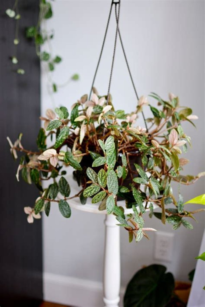 How do you care for Polynesian ivy?
