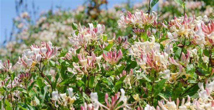 How do you prune winter honeysuckle?