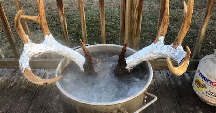 How do you remove deer antlers?