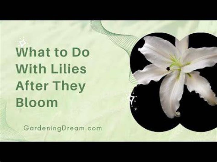 How do you stop lilies from smelling?