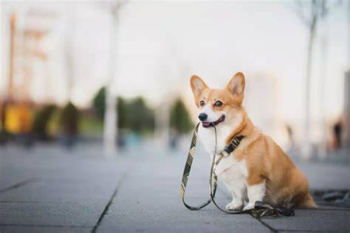 How long after dog eats to walk?