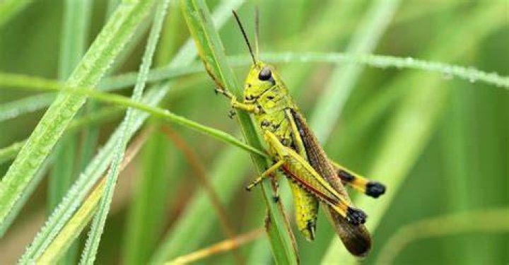 How long can a grasshopper live without food?