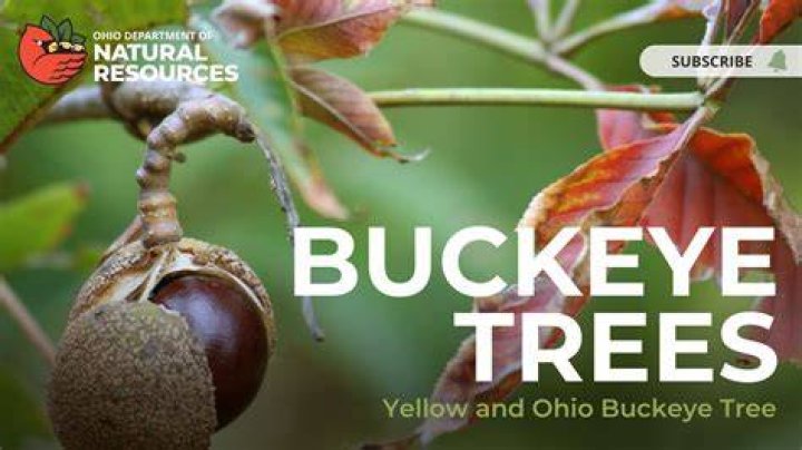 How long will a buckeye nut last?