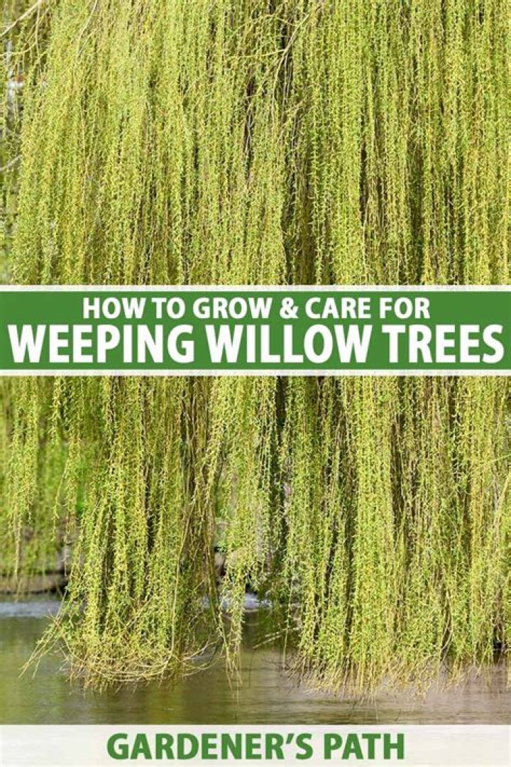 How long will a weeping willow tree live?