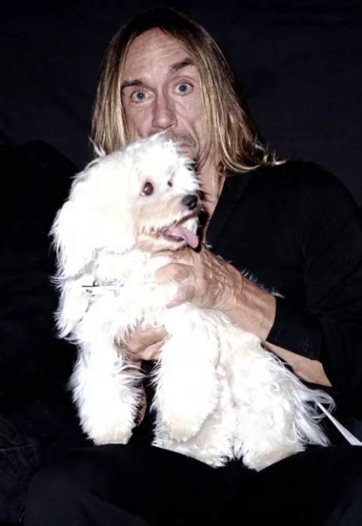 Iggy Pop Pets