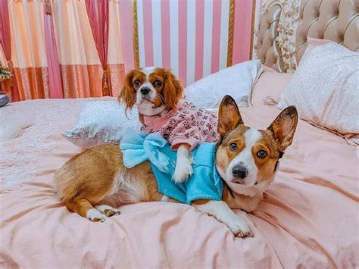 InquisitorMaster Pets