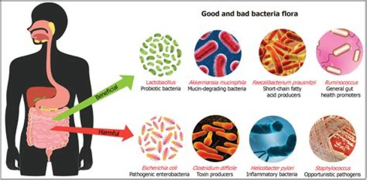 Is Bacteroides good or bad?