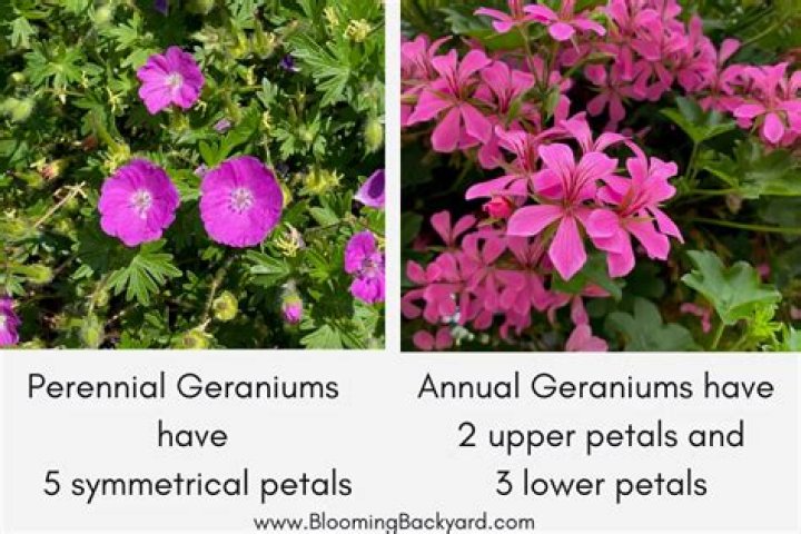 Is geranium perennial or annual?