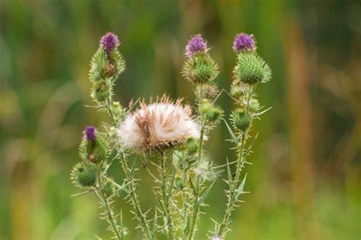 Is Thistle poisonous to humans?