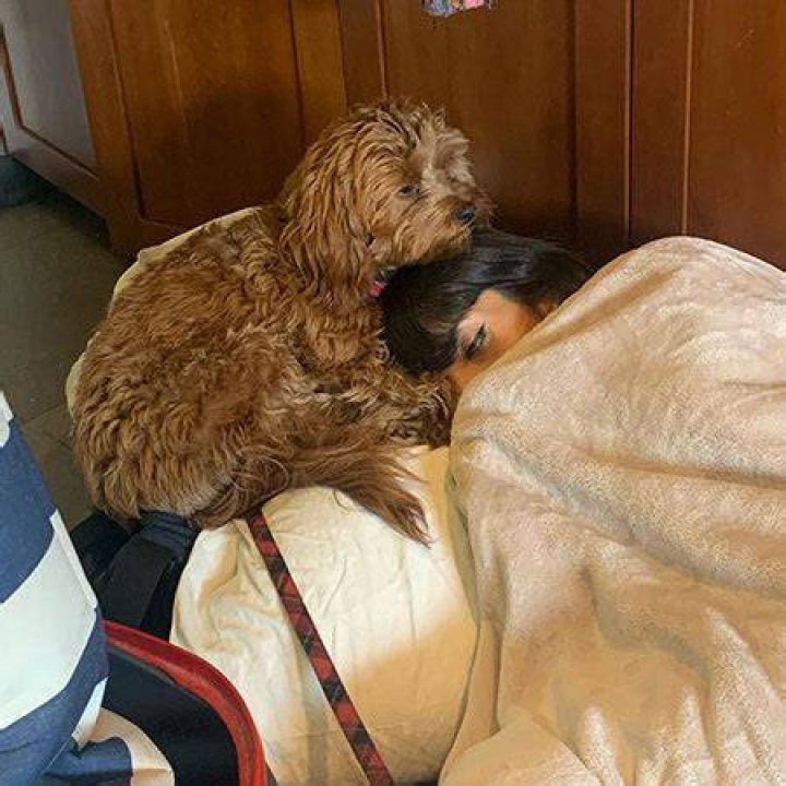 Jameela Jamil Pets
