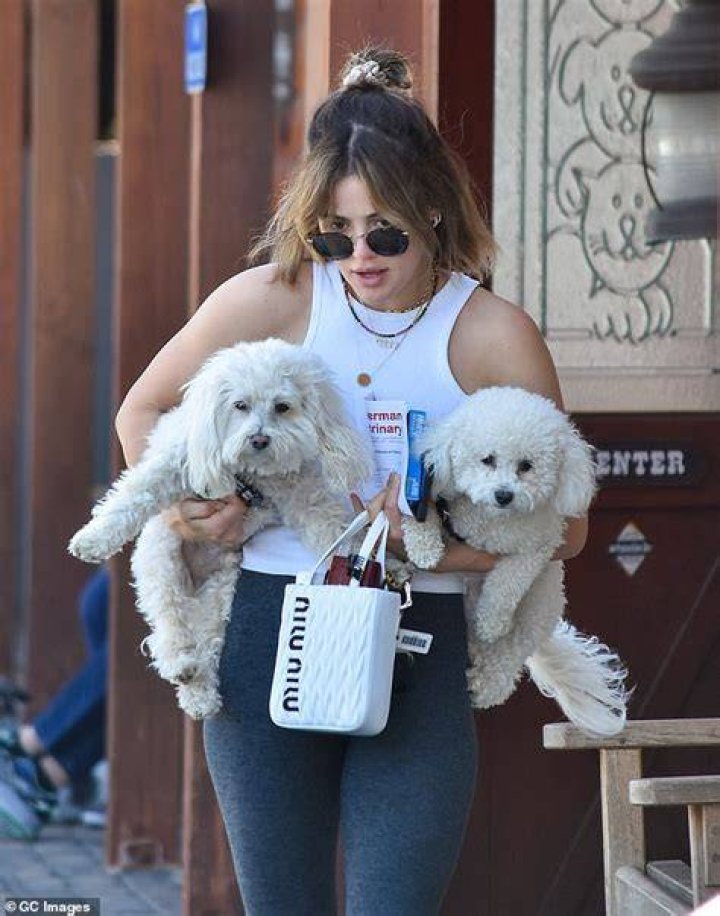 Lucy Hale Pets