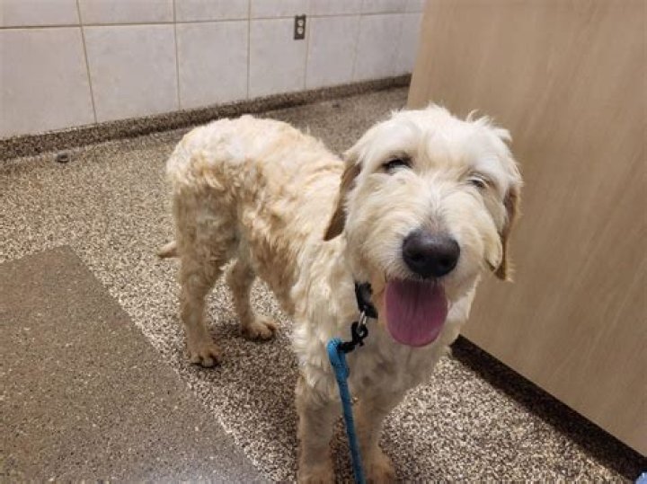 Molly rescue goldendoodle