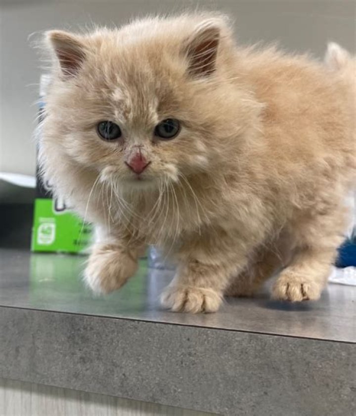 Mr. Fluffy Pants Instagram
