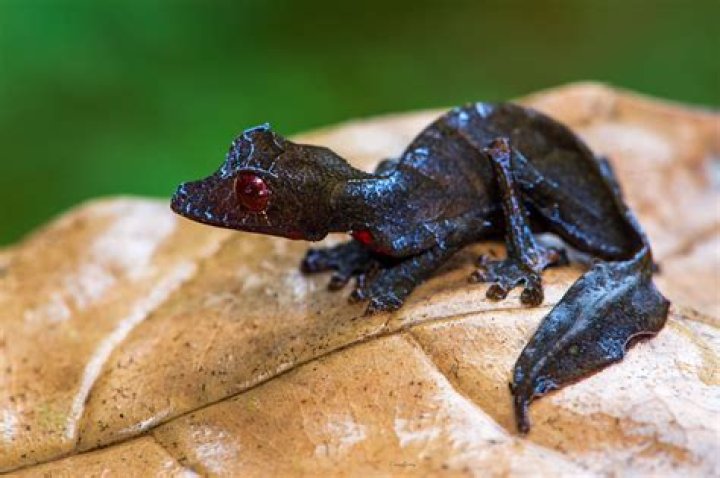Satanic leaf-tailed gecko