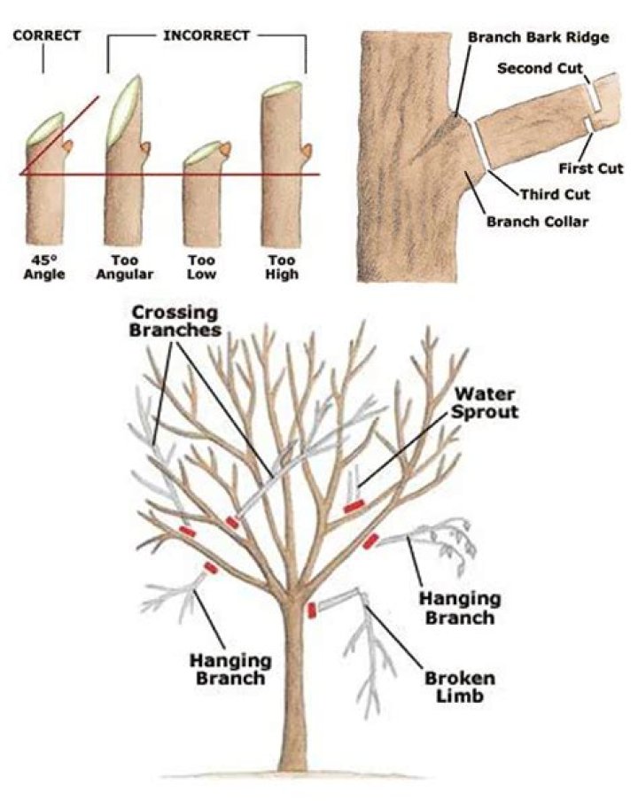 Should Aspen trees be pruned?